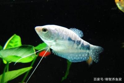 觀賞魚的種類有多少個（全球觀賞魚市場的現(xiàn)狀與趨勢與趨勢隨著寵物文化的興起） 文玩 第2張