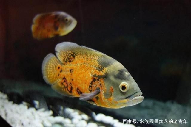 吃浮萍的觀賞魚有哪些品種（吃浮萍的觀賞魚品種有哪些） 大白鯊魚苗 第3張