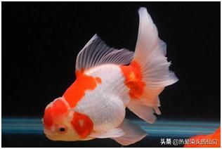 白色觀賞魚是什么魚種的名字（如何飼養(yǎng)白色觀賞魚） 七紋巨鯉魚 第1張