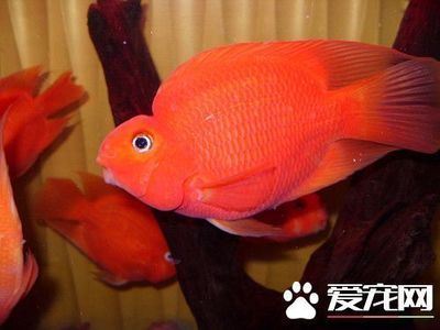 紅白鸚鵡魚（紅白鸚鵡魚價格信息紅白鸚鵡魚價格信息紅白鸚鵡魚）