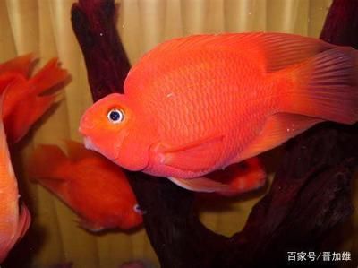 紅白鸚鵡魚(yú)（紅白鸚鵡魚(yú)價(jià)格信息紅白鸚鵡魚(yú)價(jià)格信息紅白鸚鵡魚(yú)）