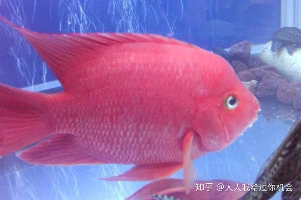 紅白鸚鵡魚(yú)（紅白鸚鵡魚(yú)價(jià)格信息紅白鸚鵡魚(yú)價(jià)格信息紅白鸚鵡魚(yú)）