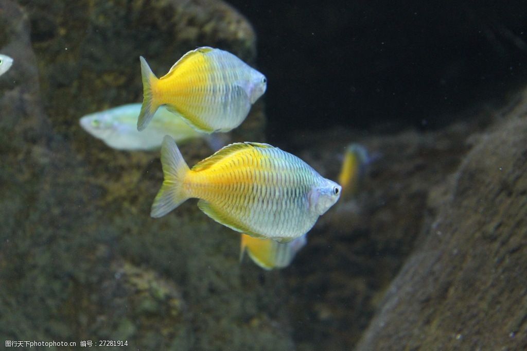 觀賞魚大魚鱗片的黃色的魚是什么魚（觀賞魚的養(yǎng)護(hù)技巧，觀賞魚的養(yǎng)護(hù)秘籍觀賞魚的養(yǎng)護(hù)技巧） 巴卡雷龍魚 第1張