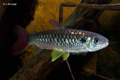 紅尾平克魚兇猛嗎（紅尾平克魚的起源與分布）