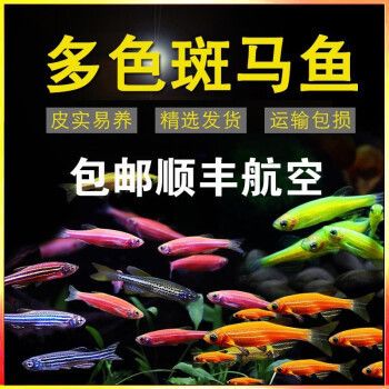 觀賞魚(yú) 快遞（快遞行業(yè)的綠色包裝革命） 貝因美 第1張