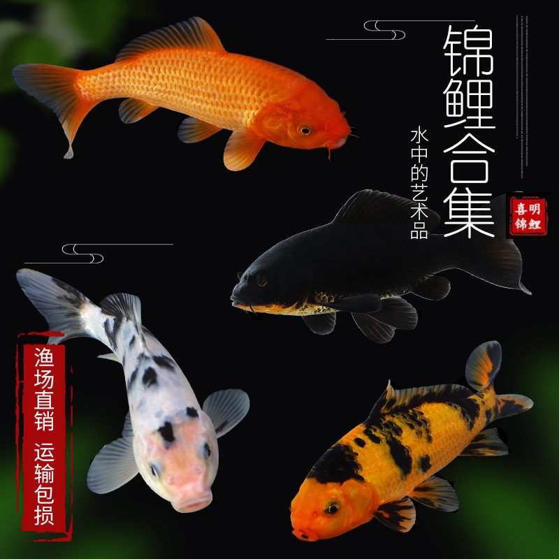 觀賞魚直播（觀賞魚市場(chǎng)的未來(lái)趨勢(shì)隨著科技的發(fā)展和消費(fèi)者需求的變化）