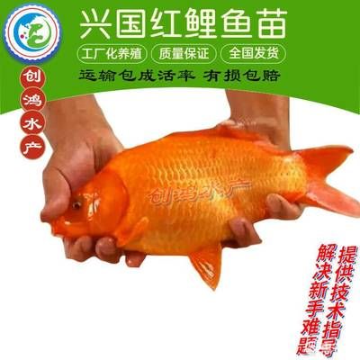 袋裝觀賞魚多久開袋子（袋裝觀賞魚的開啟時(shí)間） 黑桃A魚 第3張