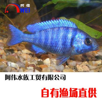 觀賞魚(yú)慈鯛魚(yú)怎么養(yǎng)殖（慈鯛魚(yú)的繁殖行為研究）