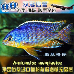 觀賞魚(yú)慈鯛魚(yú)怎么養(yǎng)殖（慈鯛魚(yú)的繁殖行為研究）