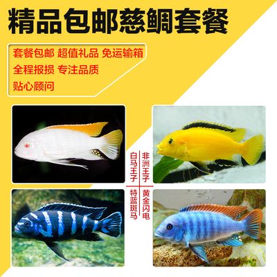 觀賞魚(yú)慈鯛魚(yú)怎么養(yǎng)殖（慈鯛魚(yú)的繁殖行為研究）