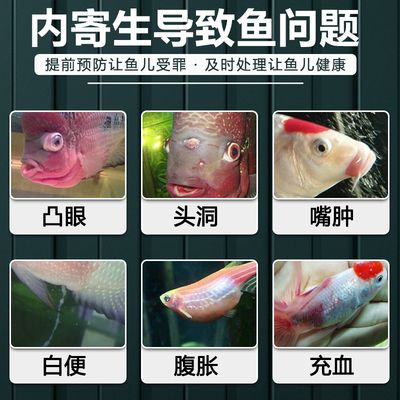 觀賞魚凸眼病用什么藥（觀賞魚凸眼病的自然療法）