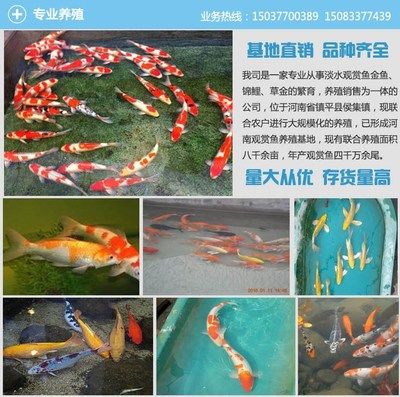 觀賞魚存活率高的魚類（觀賞魚的養(yǎng)護技巧）