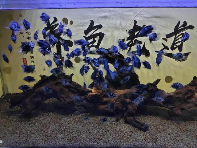 觀賞魚實體店哪家好（如何打造一家人氣觀賞魚店） 申古三間魚 第3張