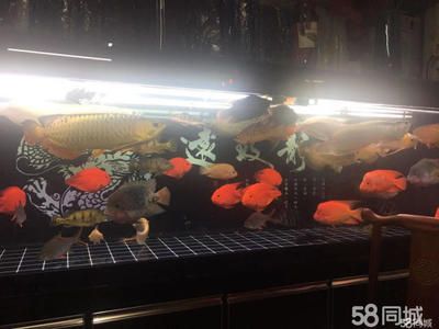 觀賞魚實體店哪家好（如何打造一家人氣觀賞魚店） 申古三間魚 第1張