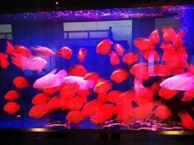 觀賞魚實體店哪家好（如何打造一家人氣觀賞魚店） 申古三間魚 第4張