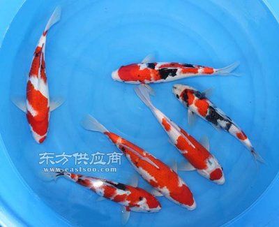 大中型紅色觀賞魚(yú)都有哪些？（大中型紅色觀賞魚(yú)種類(lèi)） 除藻劑 第1張