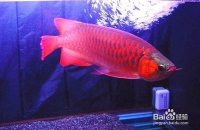 大中型紅色觀賞魚(yú)都有哪些？（大中型紅色觀賞魚(yú)種類(lèi)） 除藻劑 第2張