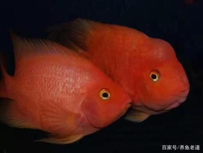 高檔熱帶觀賞魚(yú)（如何選擇高檔熱帶觀賞魚(yú)） 龍魚(yú)麻藥（祥龍Nika） 第4張