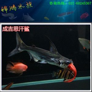 觀賞魚大白鯊（《大白鯊》背后的故事回顧經(jīng)典電影《大白鯊》背后的故事） 粗線銀版魚 第3張