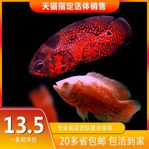 大型淡水觀賞魚圖譜（大型淡水觀賞魚的種類和特點(diǎn)） 黃金斑馬魚 第4張