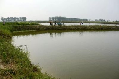 廣州觀賞魚養(yǎng)殖基地有哪些地方（廣州白云山金絲魚的生態(tài)保護(hù)） 大嘴鯨魚 第3張