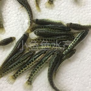 帝王斑魚(yú)價(jià)格（世界各地石斑魚(yú)品種探秘石斑魚(yú)品種探秘石斑魚(yú)養(yǎng)殖技術(shù)）