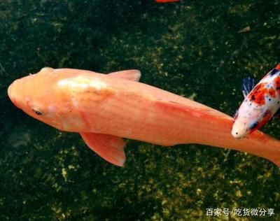 觀賞魚回家就養(yǎng)不活（家庭養(yǎng)魚常見誤區(qū)解析觀賞魚養(yǎng)不活的原因和技巧）