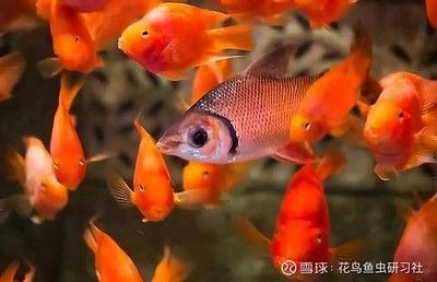 觀賞魚行業(yè)（2019年全球觀賞魚市場規(guī)模不斷擴大，觀賞魚市場規(guī)模不斷擴大）