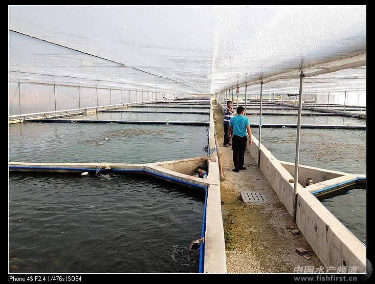 觀賞魚繁殖基地（觀賞魚養(yǎng)殖基地管理）