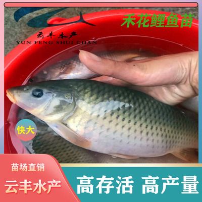 廣東淡水觀賞魚種類（廣東淡水觀賞魚的養(yǎng)殖技術(shù)） 廣州水族批發(fā)市場 第1張