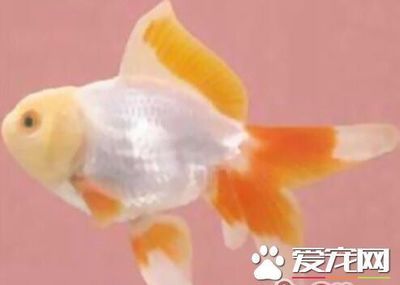 觀賞魚 金魚（金魚養(yǎng)殖技術(shù)與實(shí)踐） 大正錦鯉魚 第2張