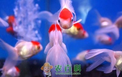 觀賞魚 金魚（金魚養(yǎng)殖技術(shù)與實(shí)踐） 大正錦鯉魚 第3張