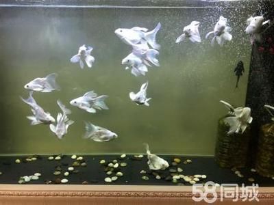 蝴蝶鯉魚巢什么材料（蝴蝶鯉繁殖的關(guān)鍵步驟和所需工具，蝴蝶鯉繁殖關(guān)鍵步驟）