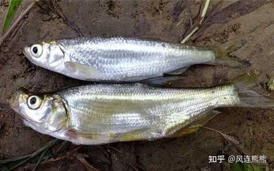 放魚養(yǎng)水的原理（放魚養(yǎng)水是一種保護(hù)和改善生態(tài)環(huán)境的保護(hù)策略原理） 大嘴鯨魚 第3張