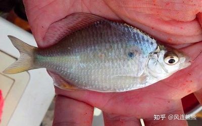 放魚養(yǎng)水的原理（放魚養(yǎng)水是一種保護(hù)和改善生態(tài)環(huán)境的保護(hù)策略原理） 大嘴鯨魚 第4張