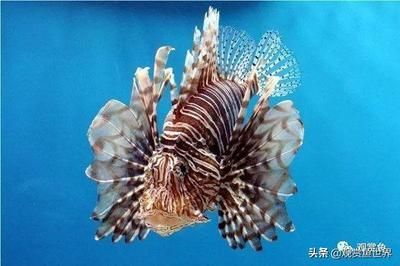 淡水最漂亮的觀賞魚是什么魚（淡水觀賞魚的種類） 泰龐海蓮魚 第2張