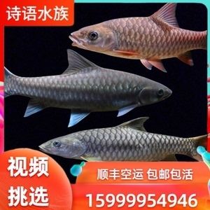 哥拉巴拉紅吉羅價(jià)格（原生魚的生態(tài)保護(hù)哥拉巴拉紅吉羅是一種原生魚的生態(tài)保護(hù)）