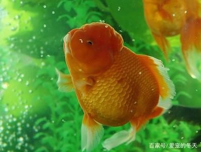 觀賞魚能吃嗎？為什么？（觀賞魚可以食用嗎？） 銀河星鉆魚 第3張