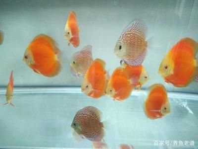 觀賞魚能吃嗎？為什么？（觀賞魚可以食用嗎？） 銀河星鉆魚 第4張