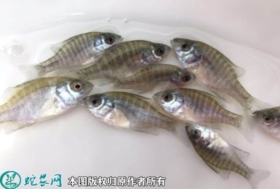 觀賞魚市場(chǎng)價(jià)格走勢(shì)（觀賞魚市場(chǎng)價(jià)格受到多種因素影響） 則道紅龍 第1張