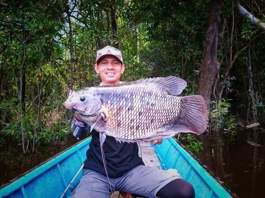 艾索頓戰(zhàn)船魚（艾索頓戰(zhàn)船魚是人類的重要漁獲之一） 觀賞魚市場 第1張