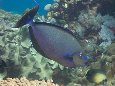 觀賞魚海魚好貴怎么辦?。êＫ^賞魚價(jià)格昂貴，但海水觀賞魚價(jià)格昂貴，養(yǎng)殖技術(shù)的替代方案） 白子關(guān)刀魚 第4張