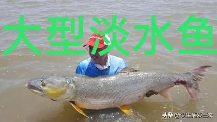 鳡魚能養(yǎng)魚缸里嗎（[需手動(dòng)填充]魚和[需手動(dòng)填充]魚的區(qū)別）