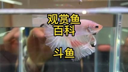 觀賞魚斗魚怎么養(yǎng)殖（斗魚與其他觀賞魚的區(qū)別） 文玩 第1張