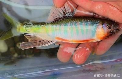 北方最大的觀賞魚市場（北方最大的觀賞魚市場有哪些？） 水族用品 第4張