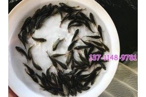 花鰱魚苗價格（花鰱魚苗的價格） 招財戰(zhàn)船魚 第1張