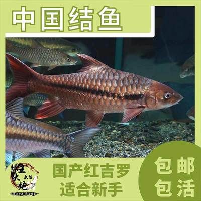 哥拉巴拉紅吉羅吃什么（哥拉巴拉紅吉羅的飼養(yǎng)技巧）