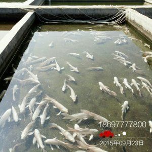 觀賞魚白金魚哪個好養(yǎng)活一些（白云金絲魚的養(yǎng)護技巧） 三間鼠魚苗 第1張