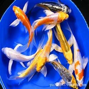 觀賞魚白金魚哪個好養(yǎng)活一些（白云金絲魚的養(yǎng)護技巧） 三間鼠魚苗 第2張