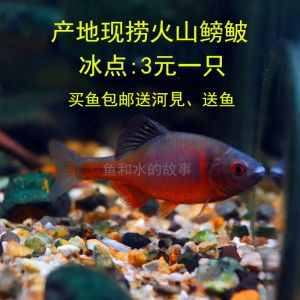 關于觀賞魚的詩歌（關于觀賞魚的詩歌有哪些？）